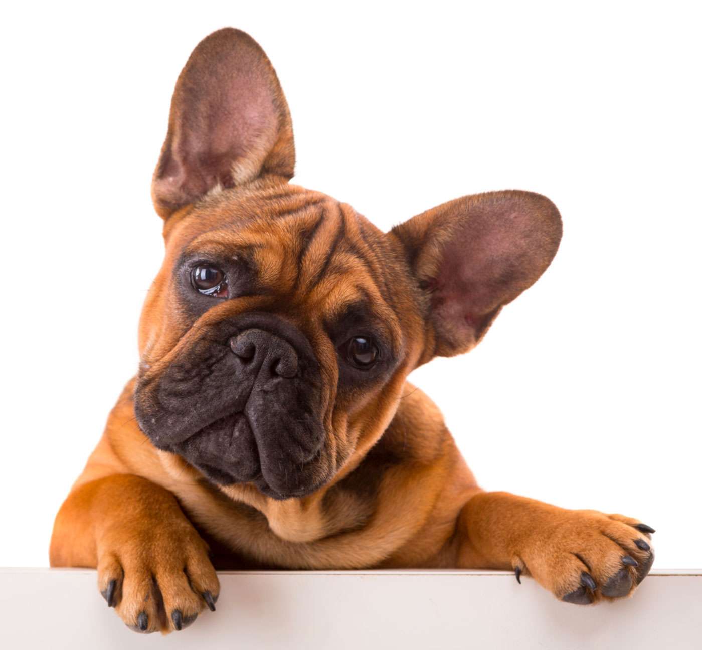 group-dog-training-classes-in-spokane-valley-washington